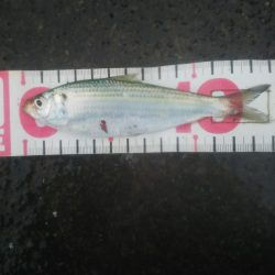 気軽にサビキ♪